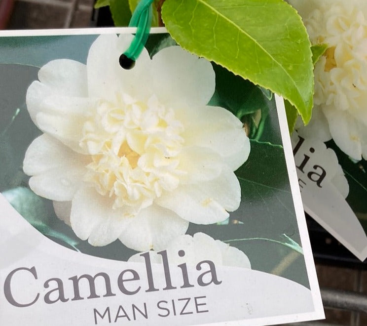 Camellia japonica 'Man Size' 7cm