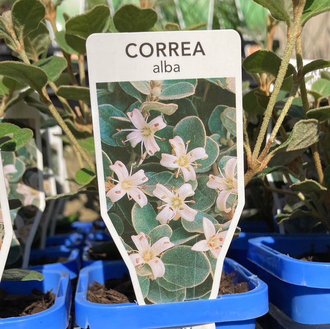 Correa alba 7cm