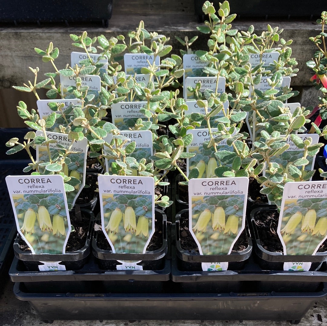 Correa reflexa var. nummulariifolia 7cm