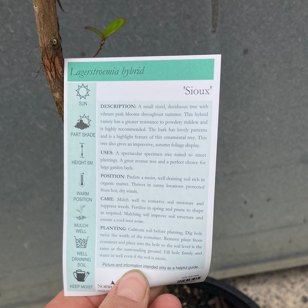 Lagerstroemia indica x fauriei ‘Sioux’ Crepe Myrtle 30cm