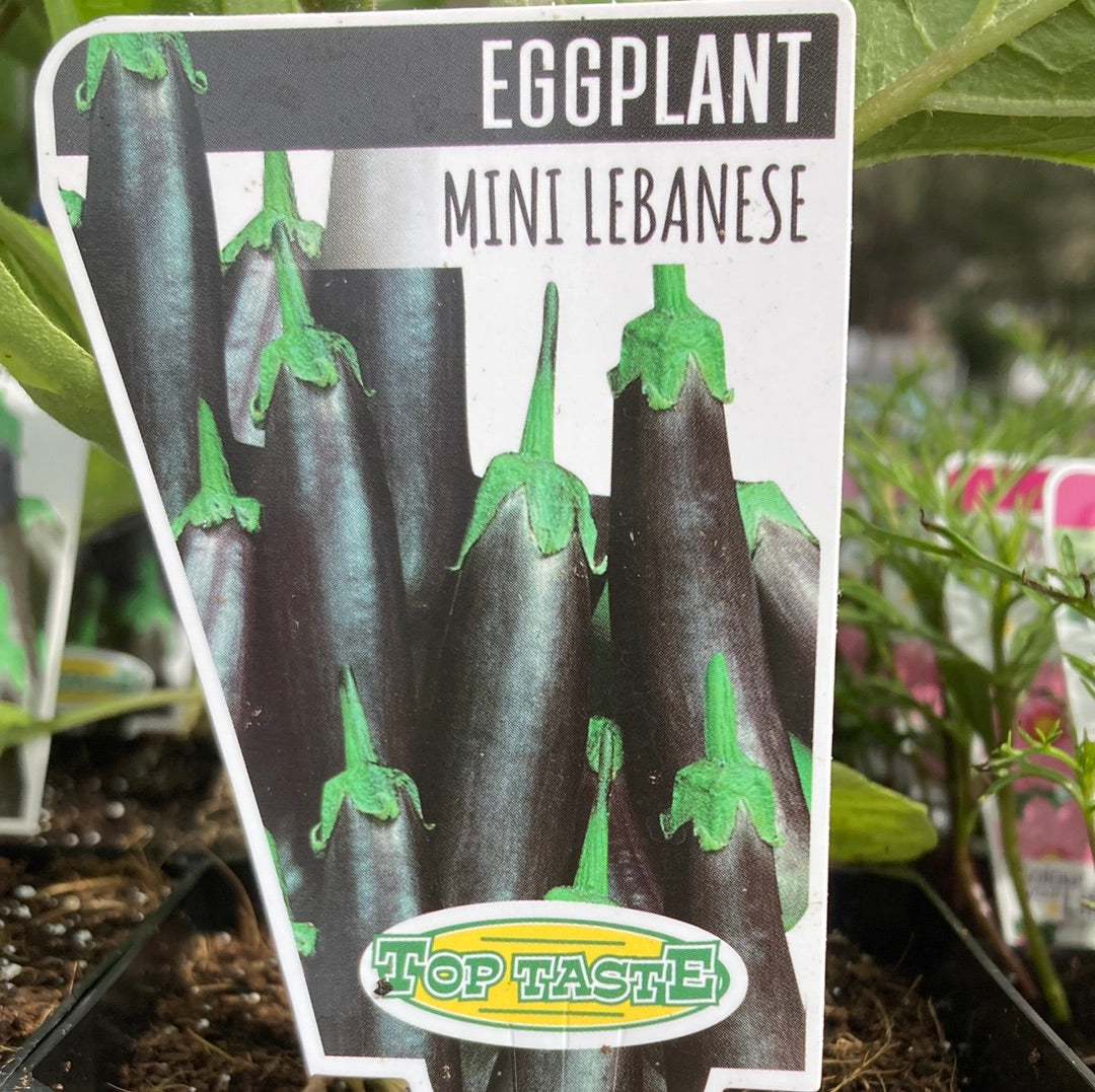 Eggplant Mini Lebanese 100mm