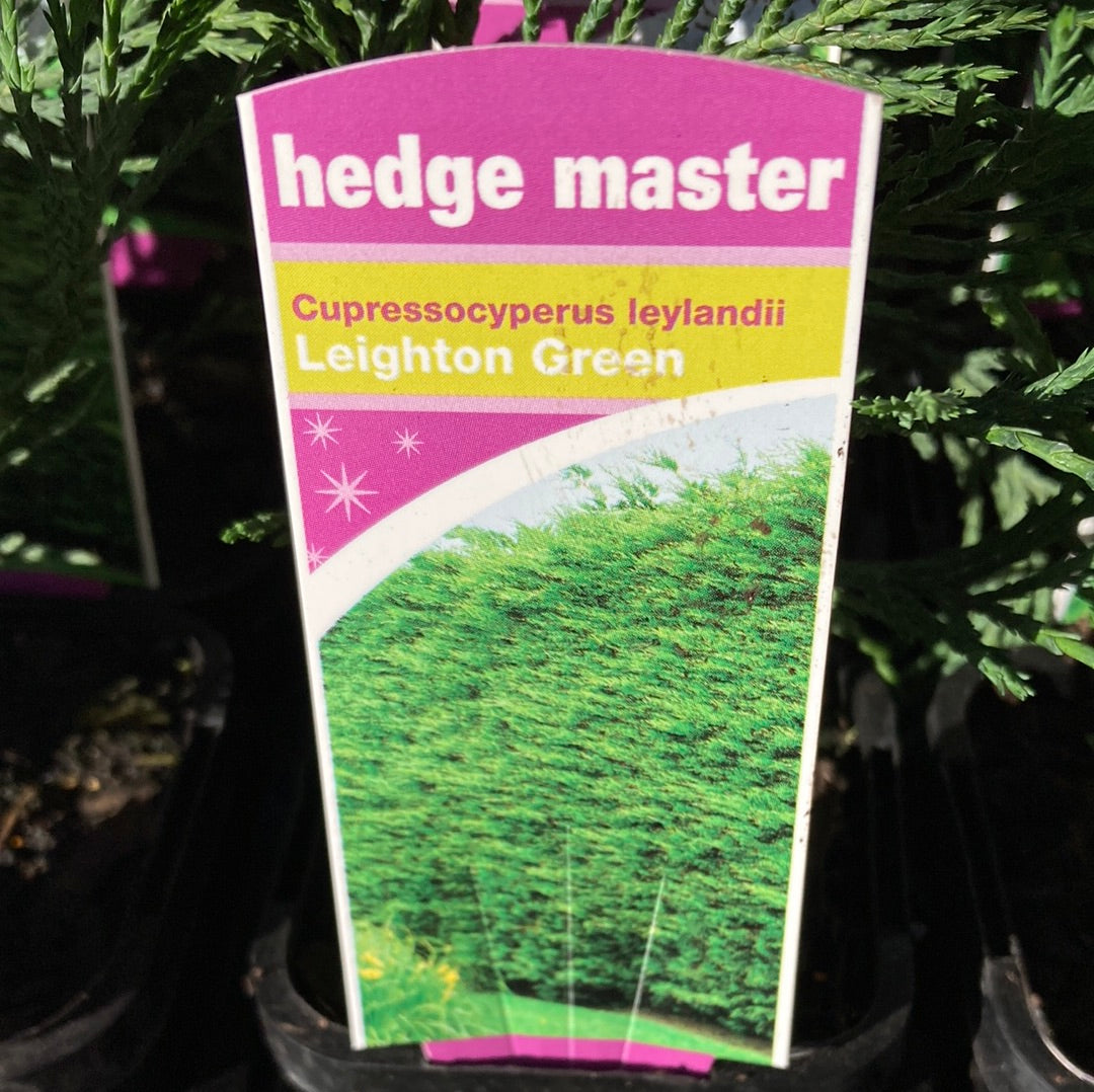 Cupressocyperus leylandii 'Leighton Green' 7cm