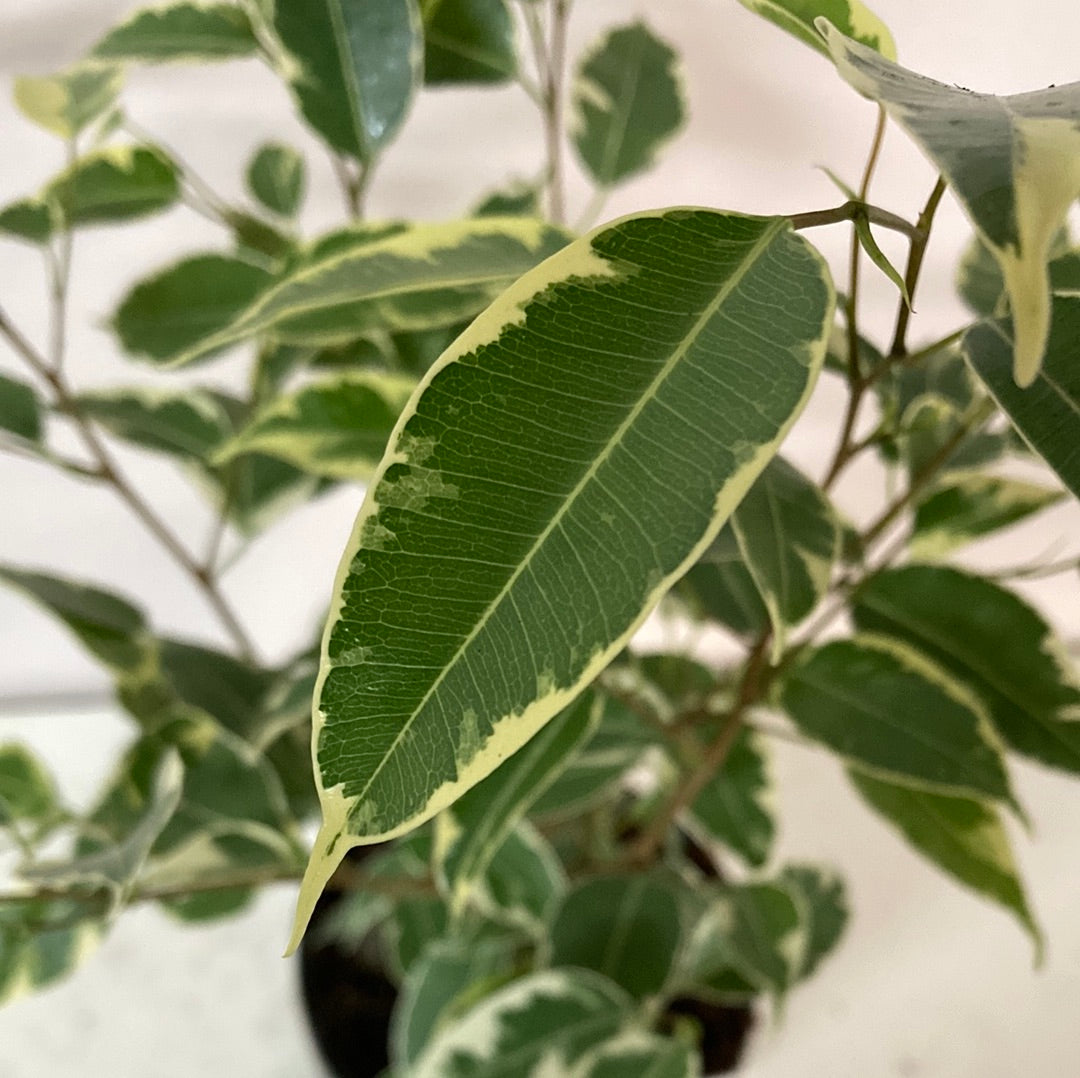 Ficus Benjamina Variegated Yarra View Garden Centre Mount Evelyn