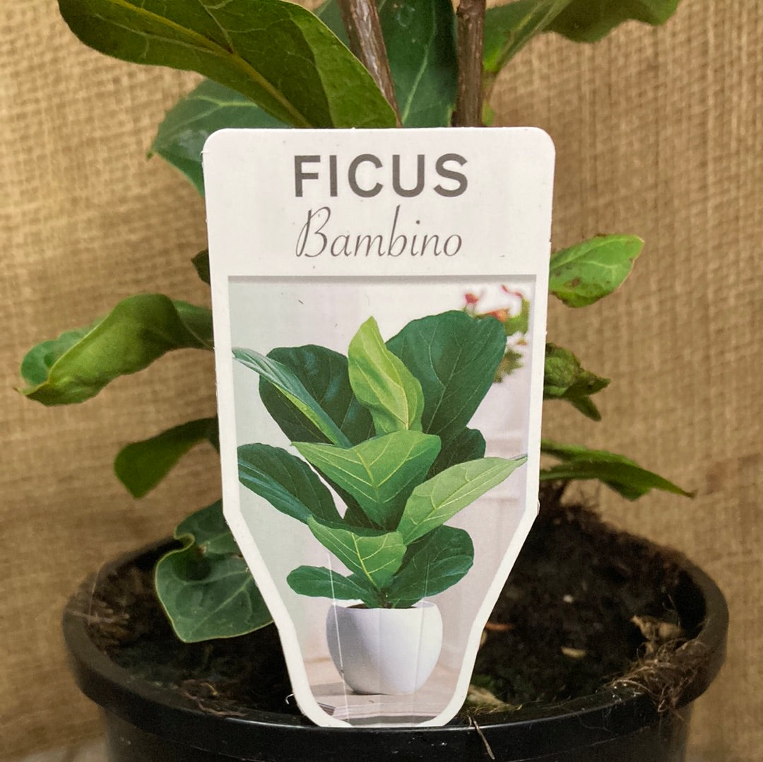 Ficus Bambino Yarra View Garden Centre Mount Evelyn