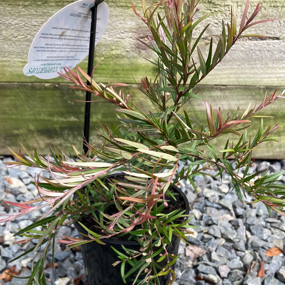 Austromyrtus Coppertops Yarra View Garden Centre Mount Evelyn