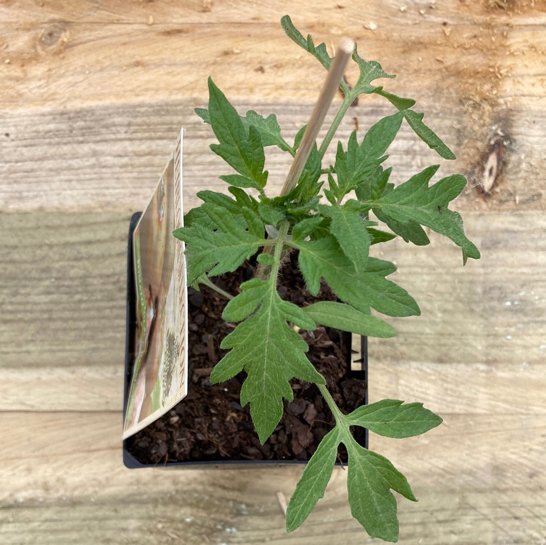 Tomato ‘Black Russian’ 100mm