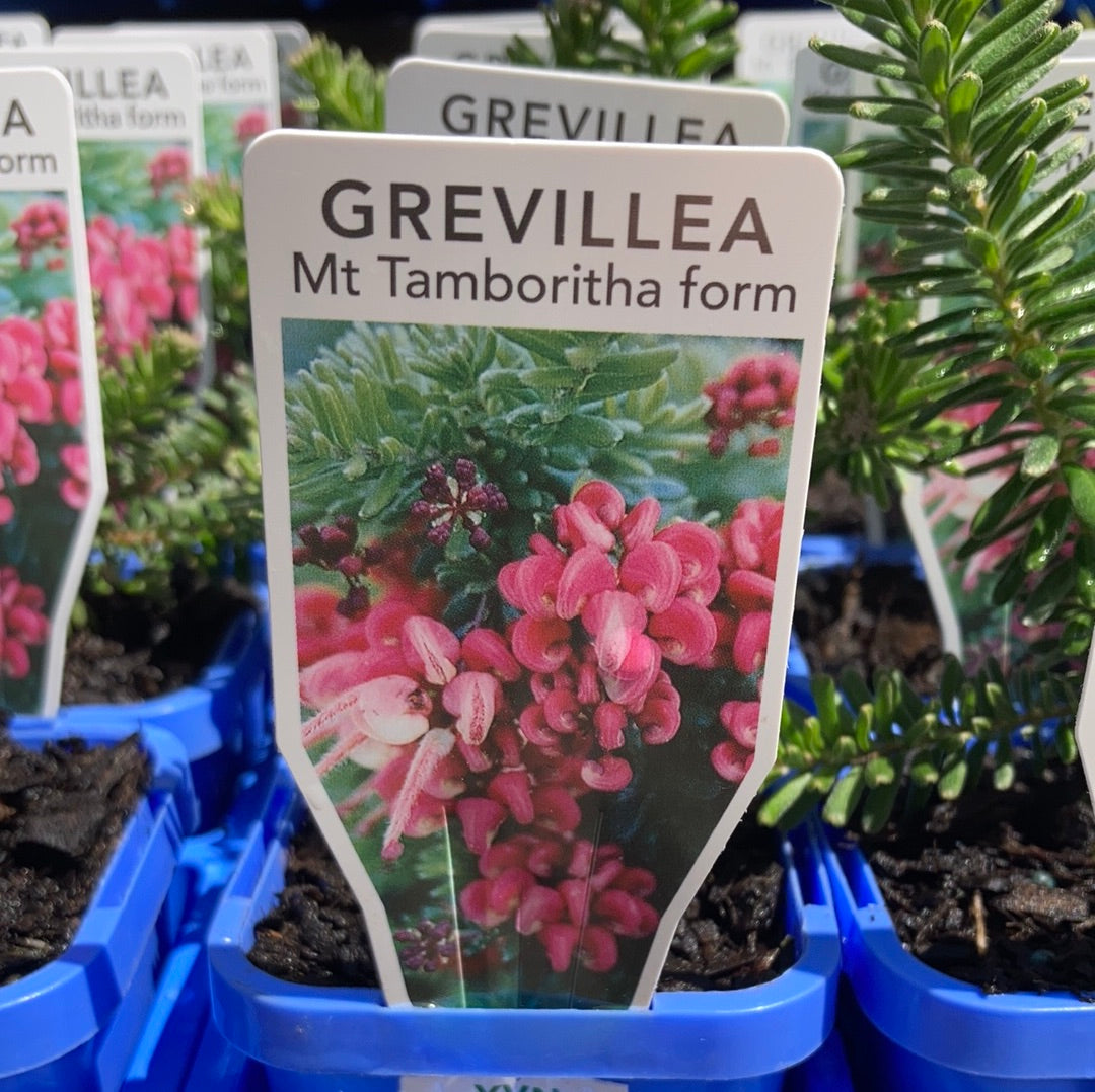 Grevillea ‘Mt Tamboritha’ 7cm