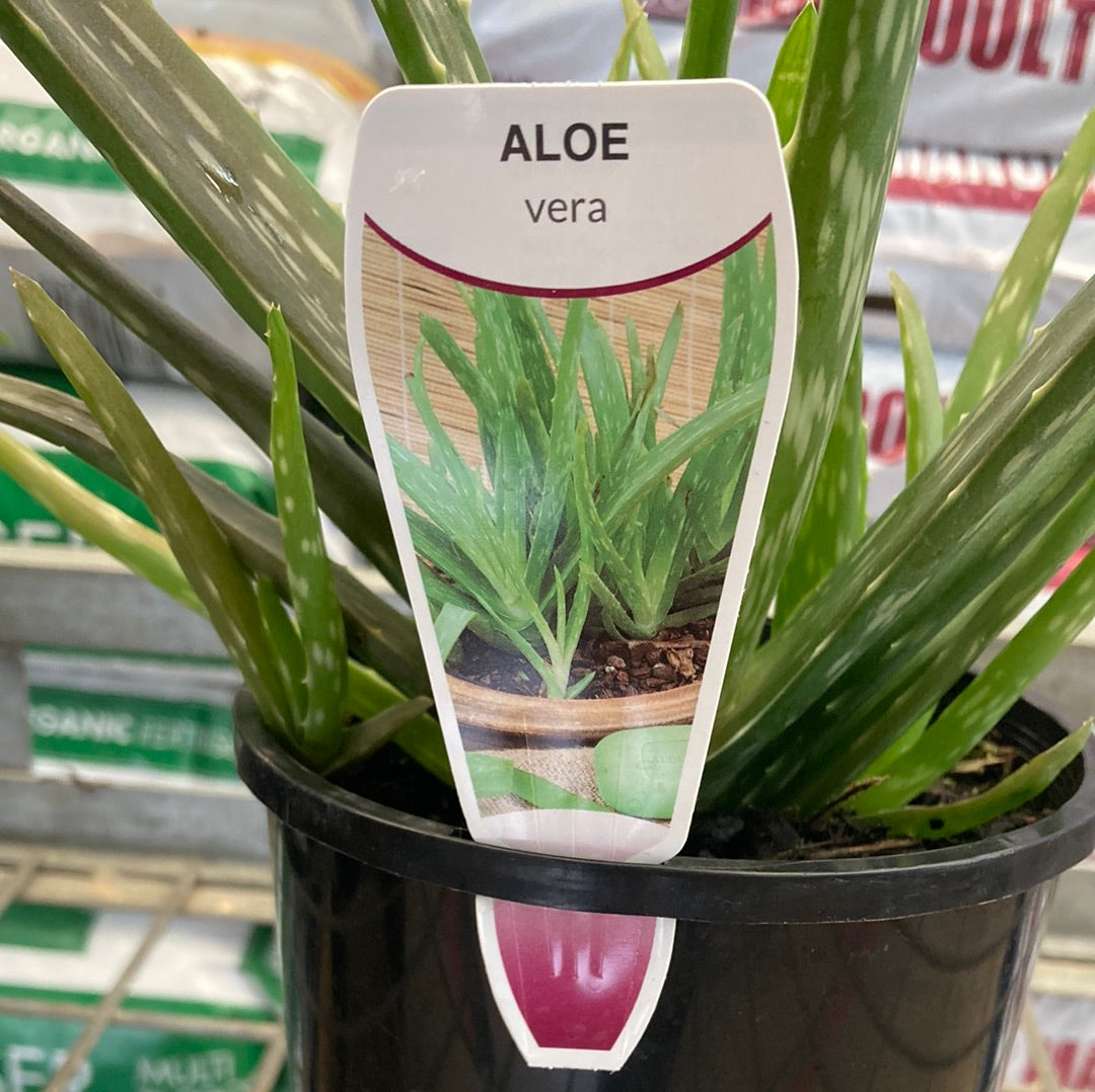 Aloe vera barbadensis 14cm