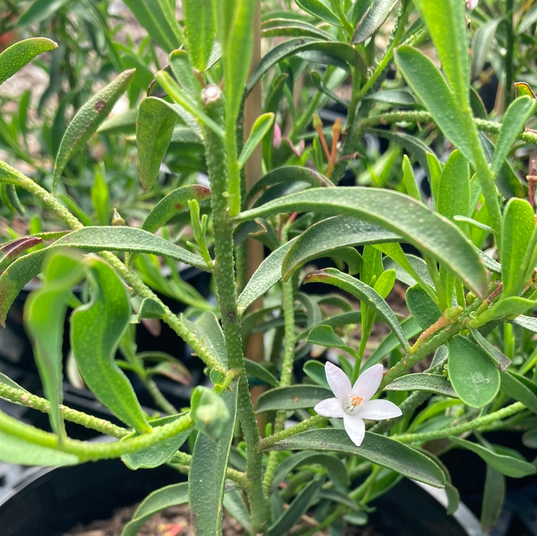 Philotheca myporoides ‘Winter Rouge’ 20cm