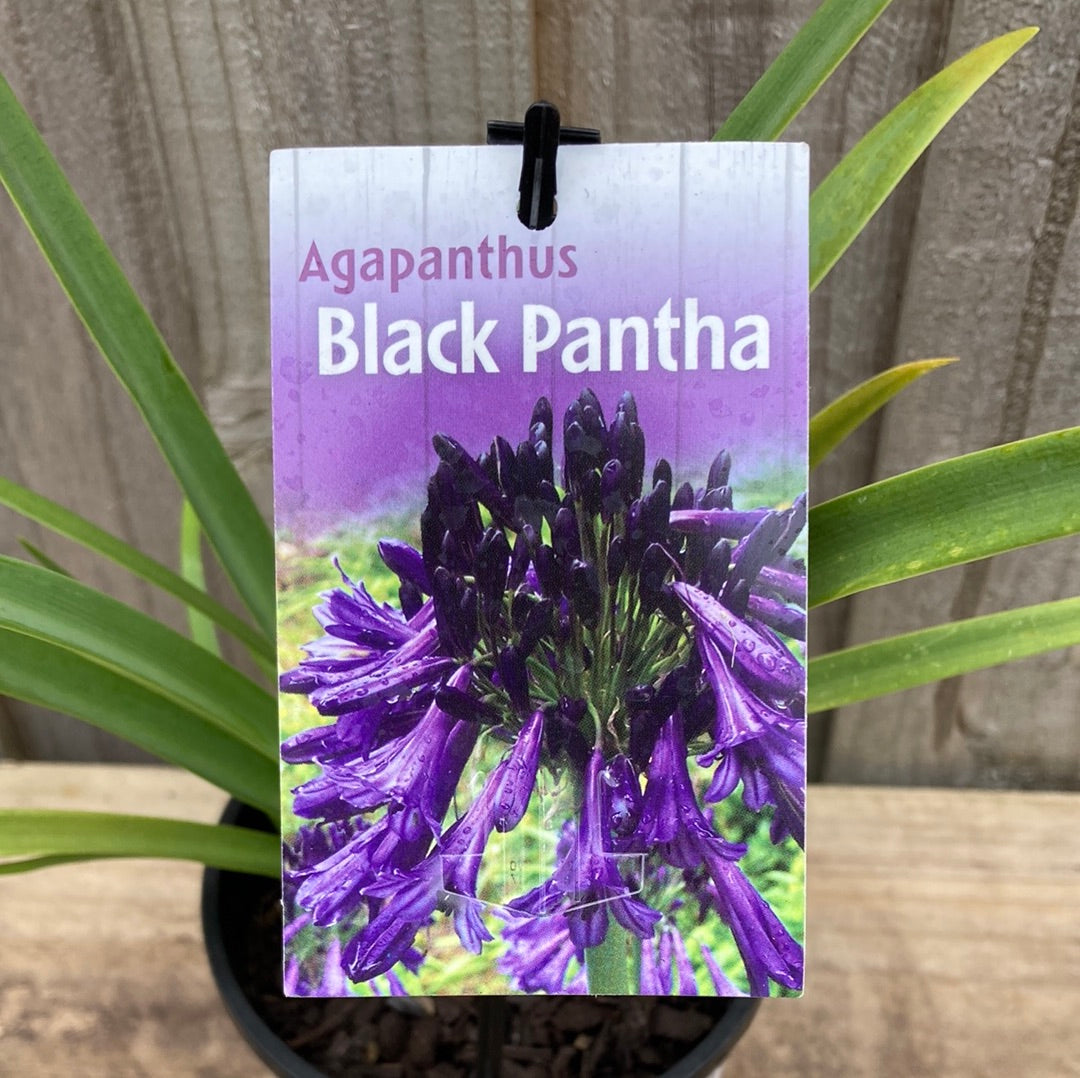 Yarra Valley Nursery