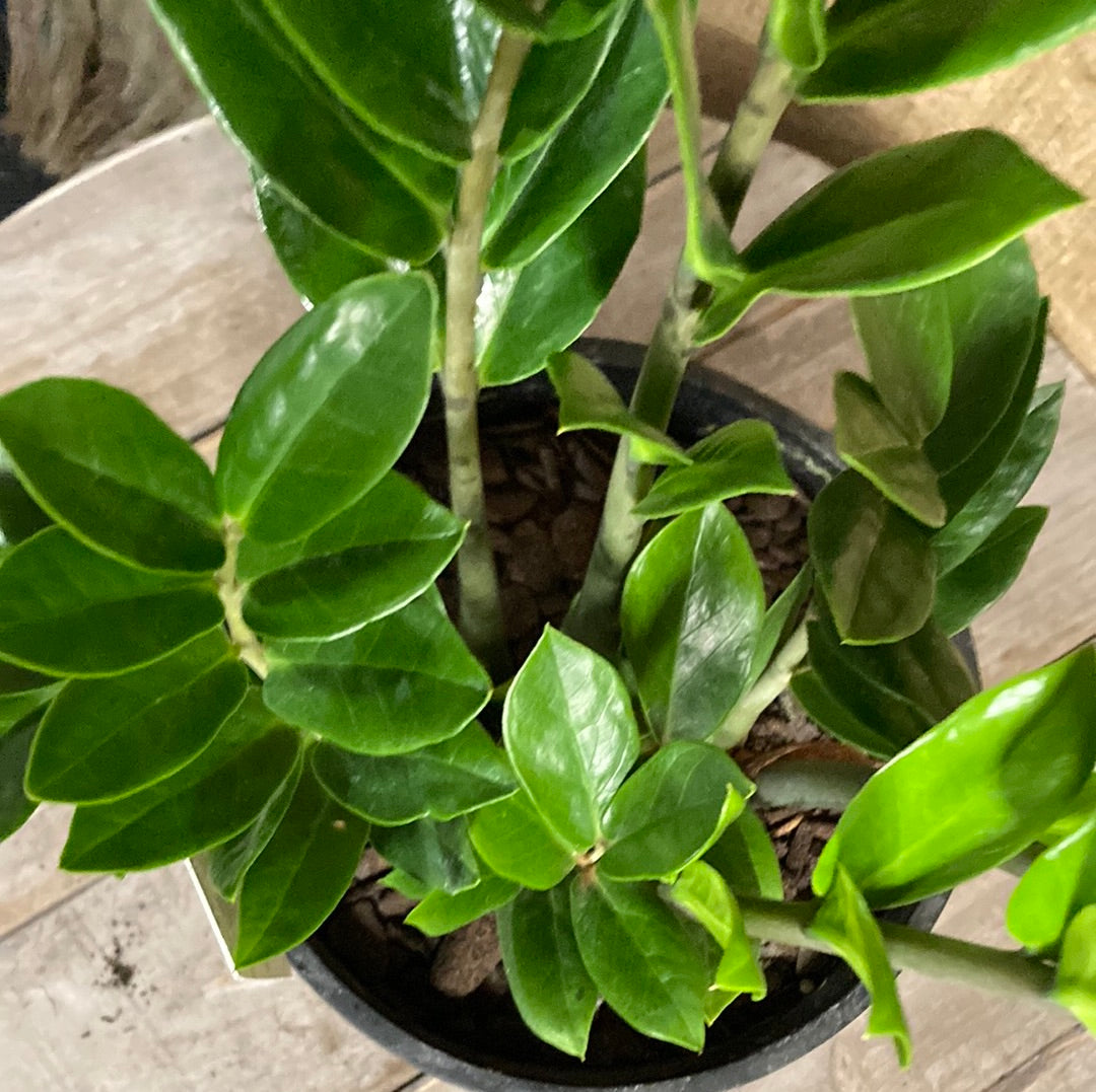 Zamioculcas zamiifolia Zanzibar Gem 20cm