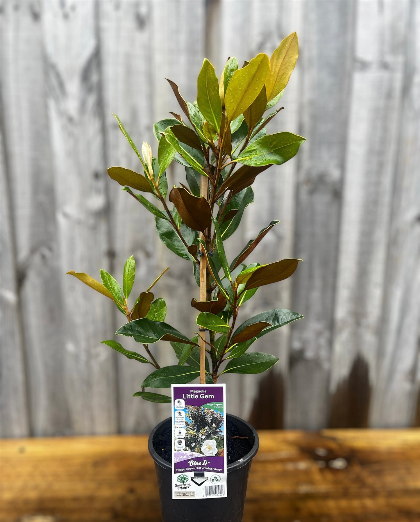 Magnolia grandiflora 'Little Gem' 18cm