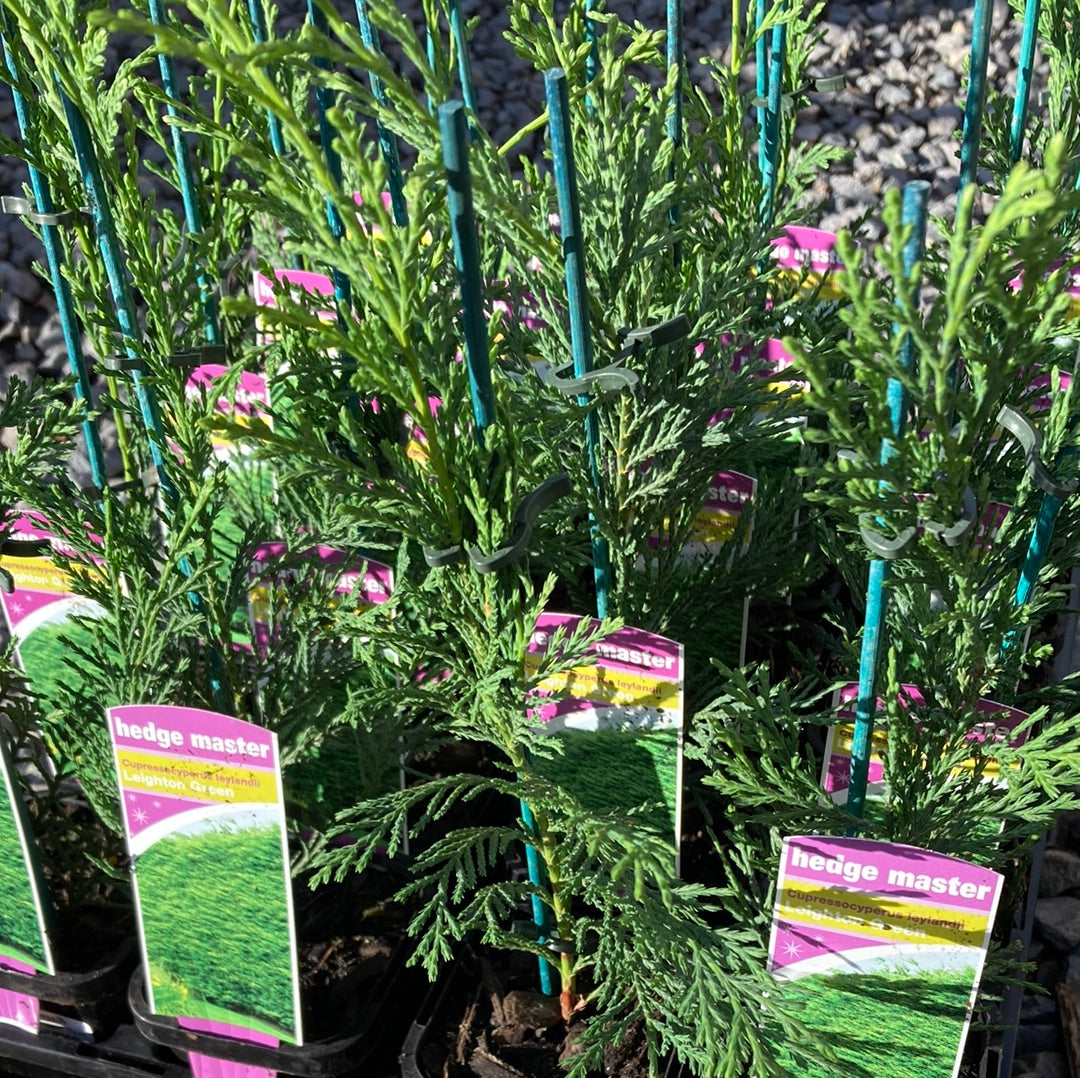 Cupressocyperus leylandii 'Leighton Green' 7cm
