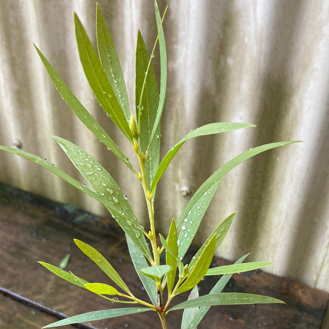 Callistemon viminalis Wilderness White 20cm