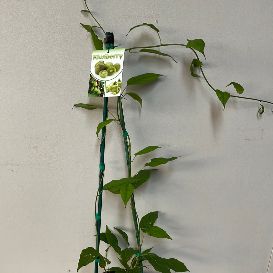 Kiwi Berry 20cm