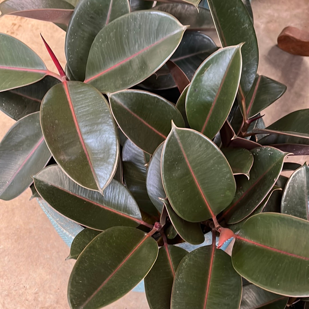 Ficus elastica 'Burgundy' 20cm