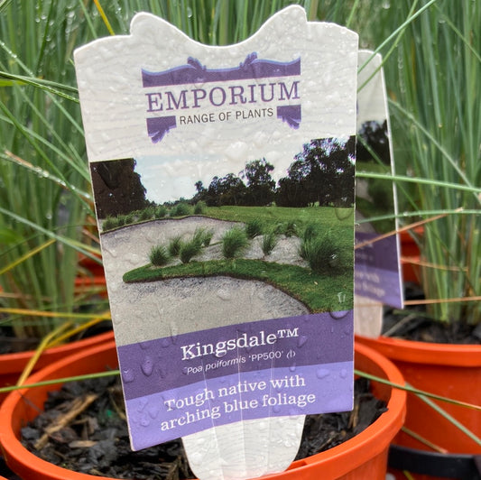 Poa poiformis ‘Kingsdale’ 14cm