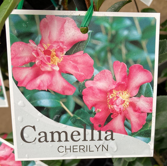 Camellia Sasanqua 'Cherilyn' 18cm