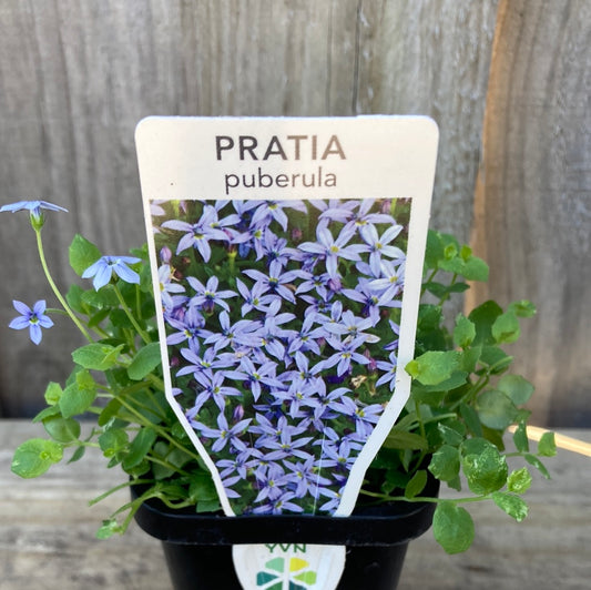 Pratia puberula 'Blue' 7cm