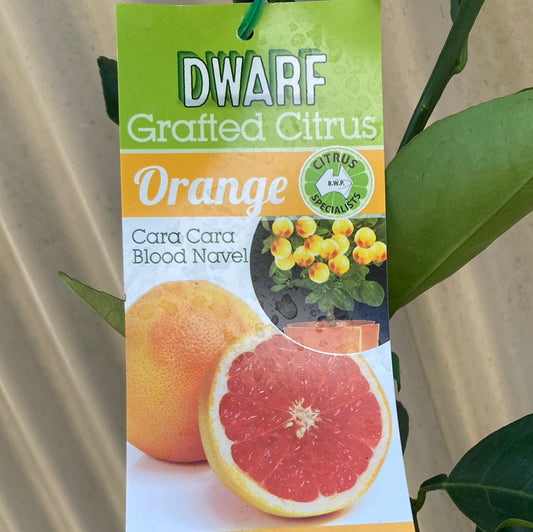 Orange Blood Navel ‘Cara Cara’ Dwarf Grafted 5L
