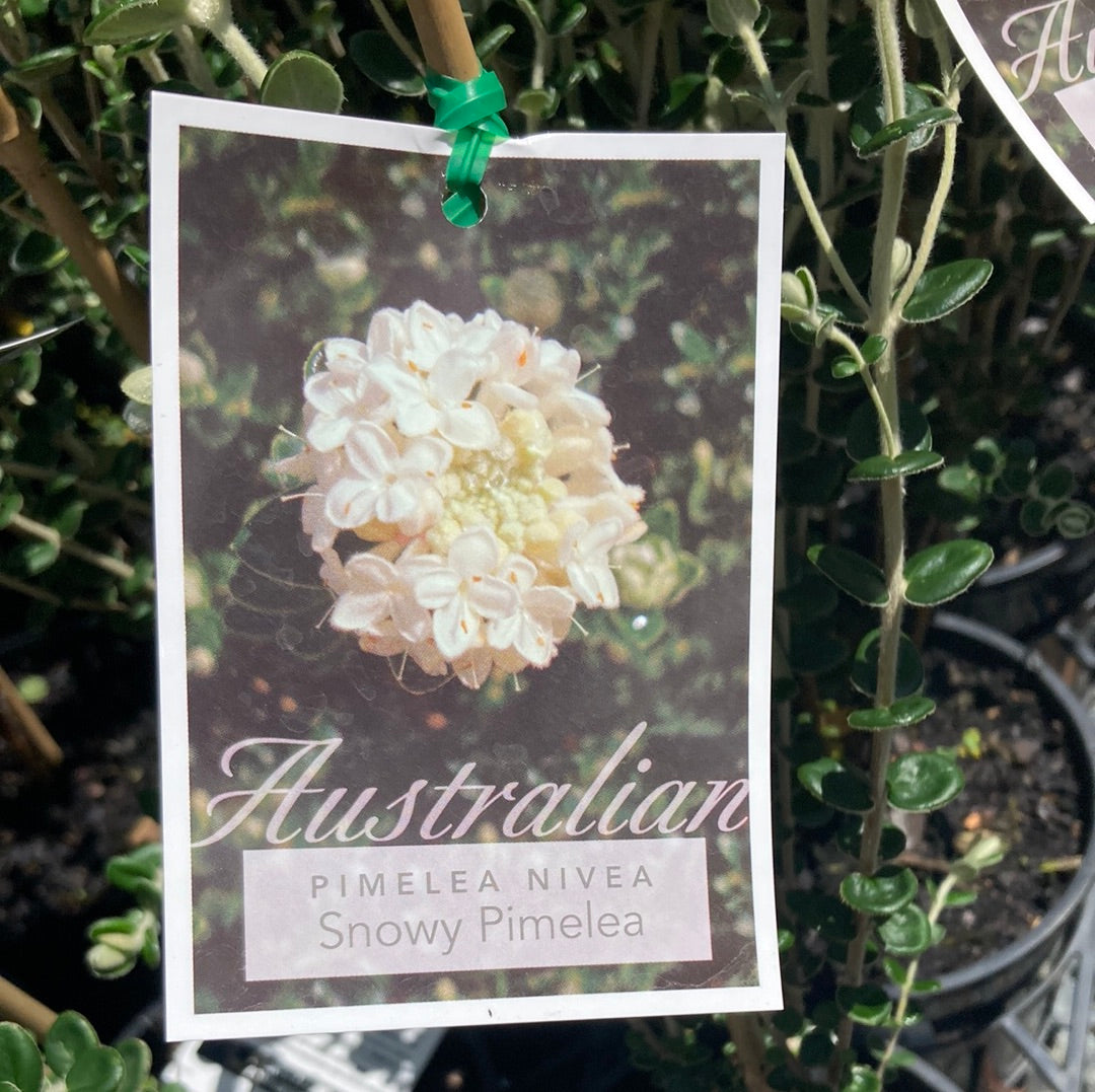 Pimelea nivea 'Snowy Pimelea' 18cm