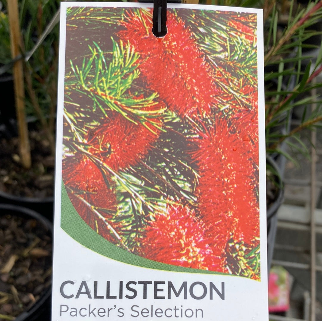 Callistemon 'Packers Selection' 140 mm