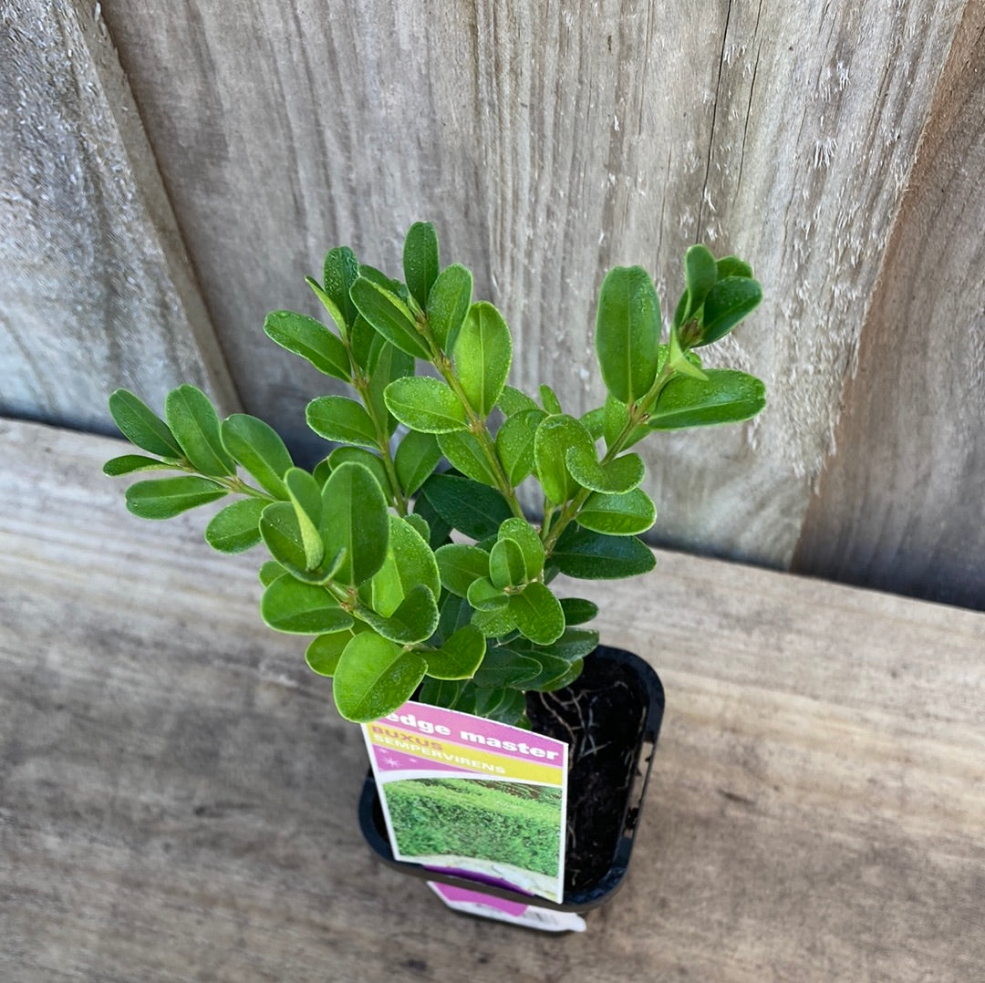Buxus sempervirens 'English Box' 7cm