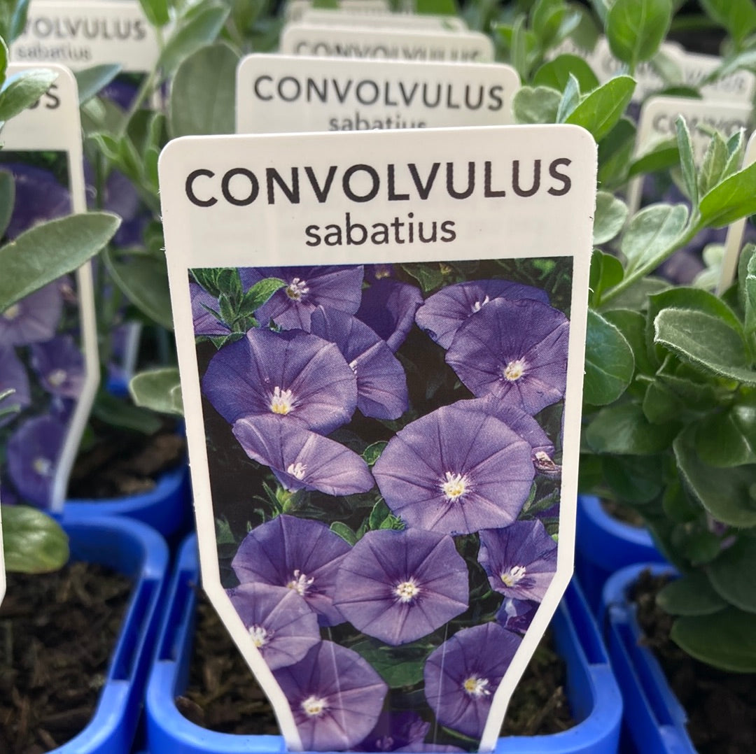 Convolvulus sabatius 7cm