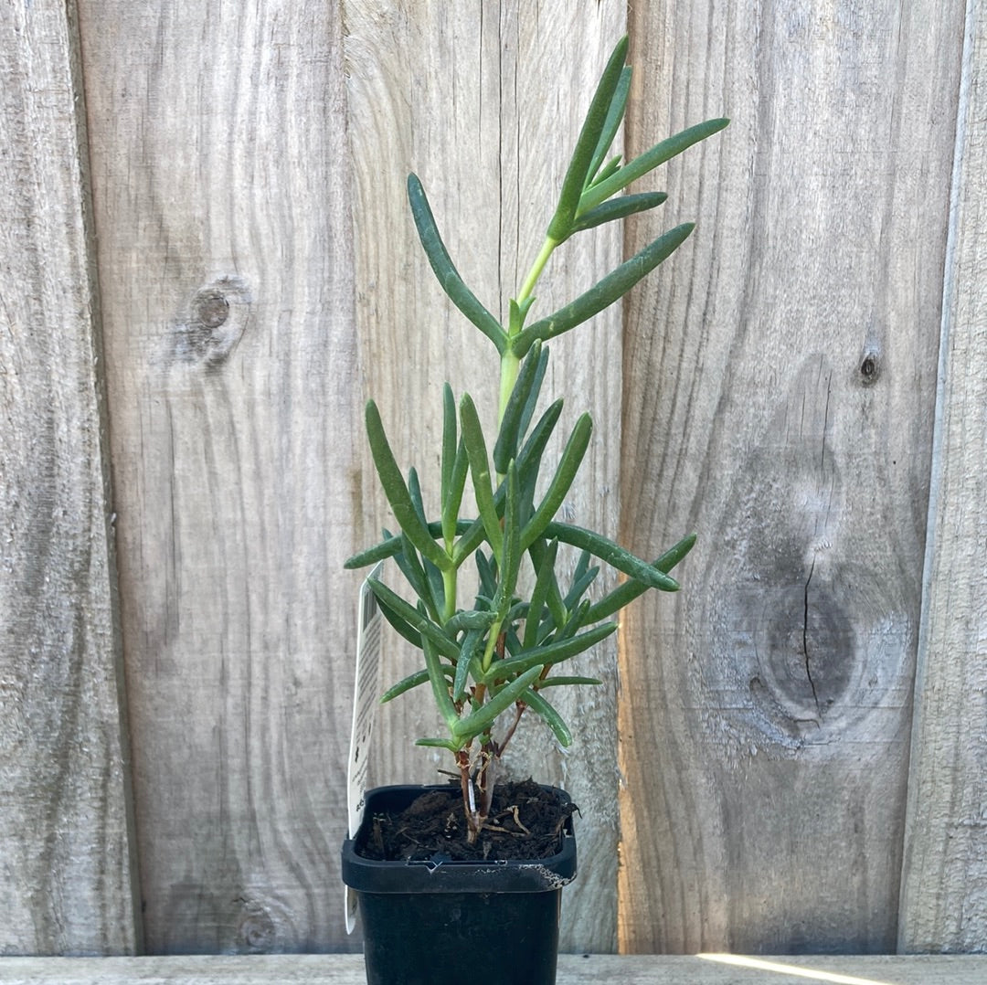 Mesembryanthemum Pig Face ‘Orange’ 7cm