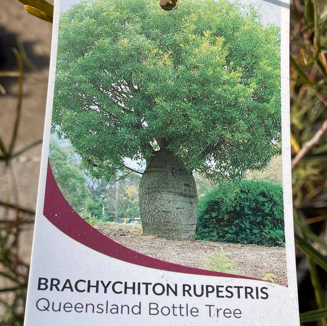 Brachychiton rupestris  'Queensland Bottle Tree' 7cm