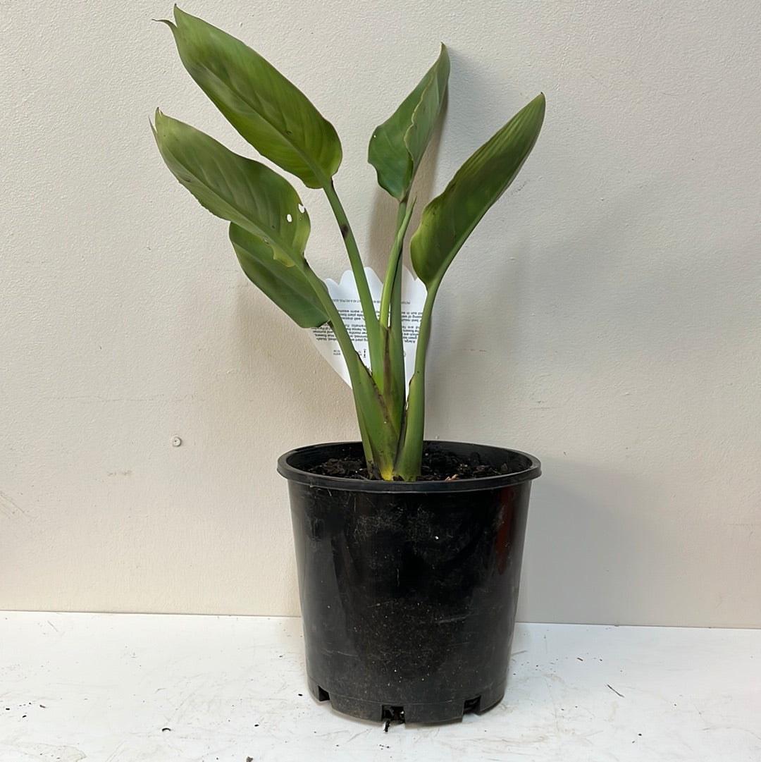 Strelitzia reginae 20cm