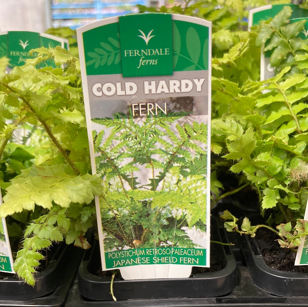 Polystichum retroso Japanese Shield Fern 7cm