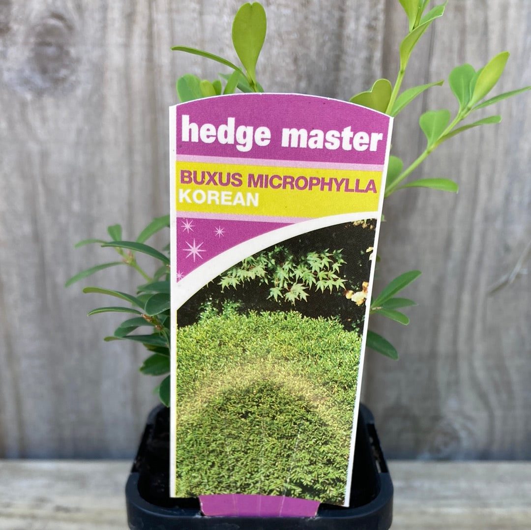 Buxus 'Korean Box' 7cm