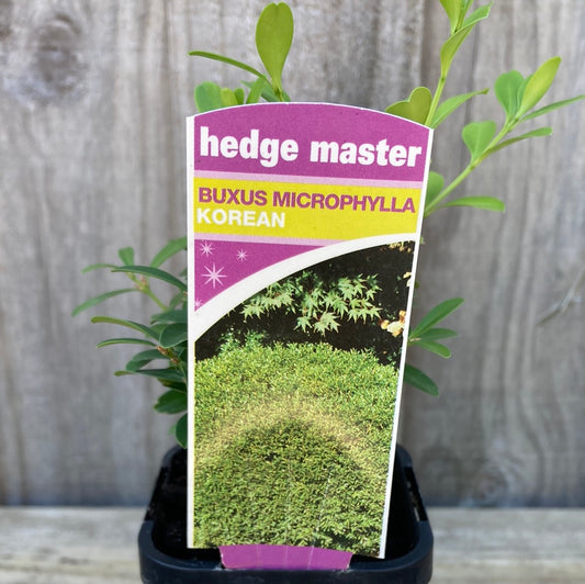 Buxus 'Korean Box' 7cm