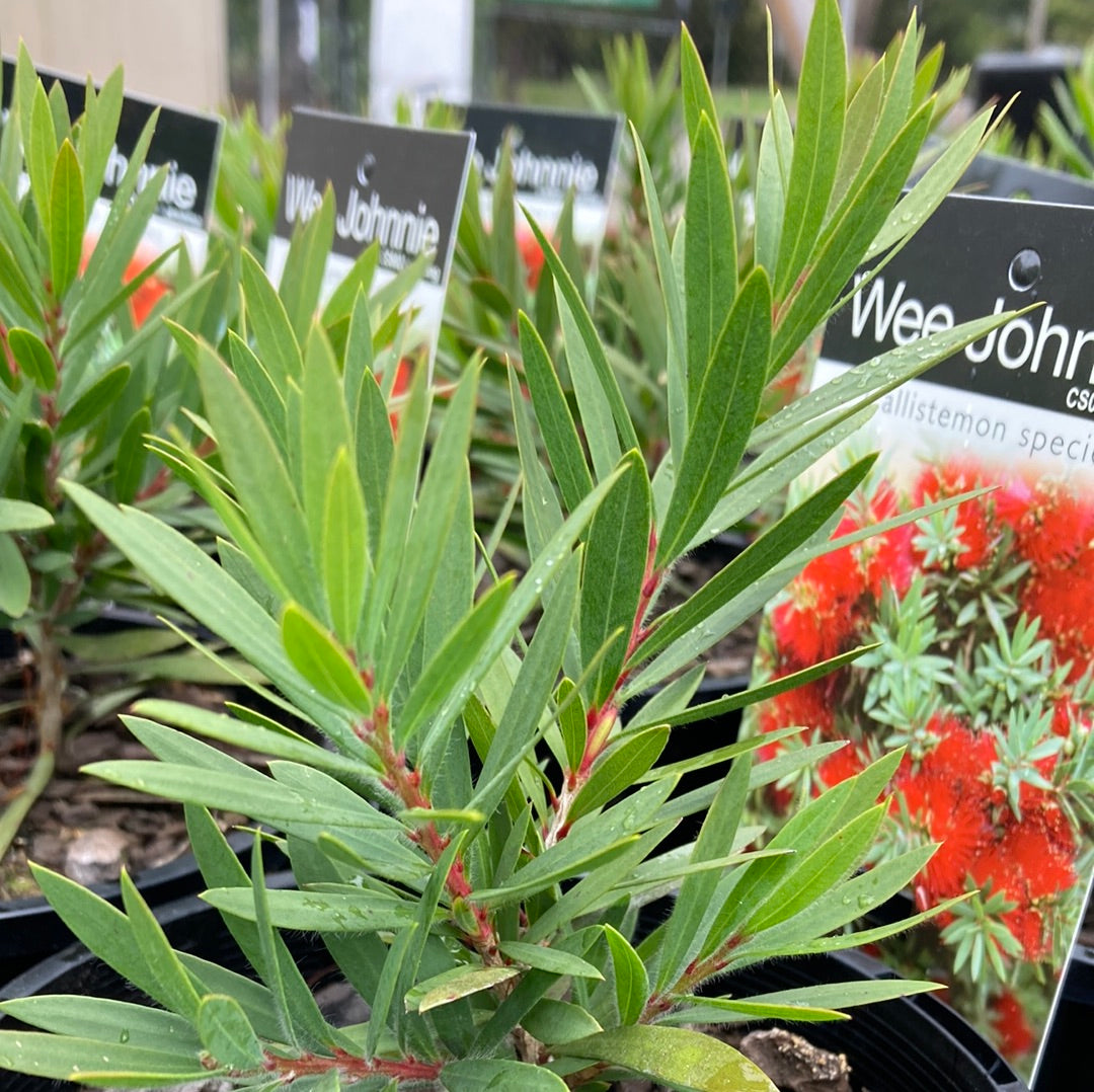 Callistemon viminalis hybrid 'Wee Johnnie' 14cm