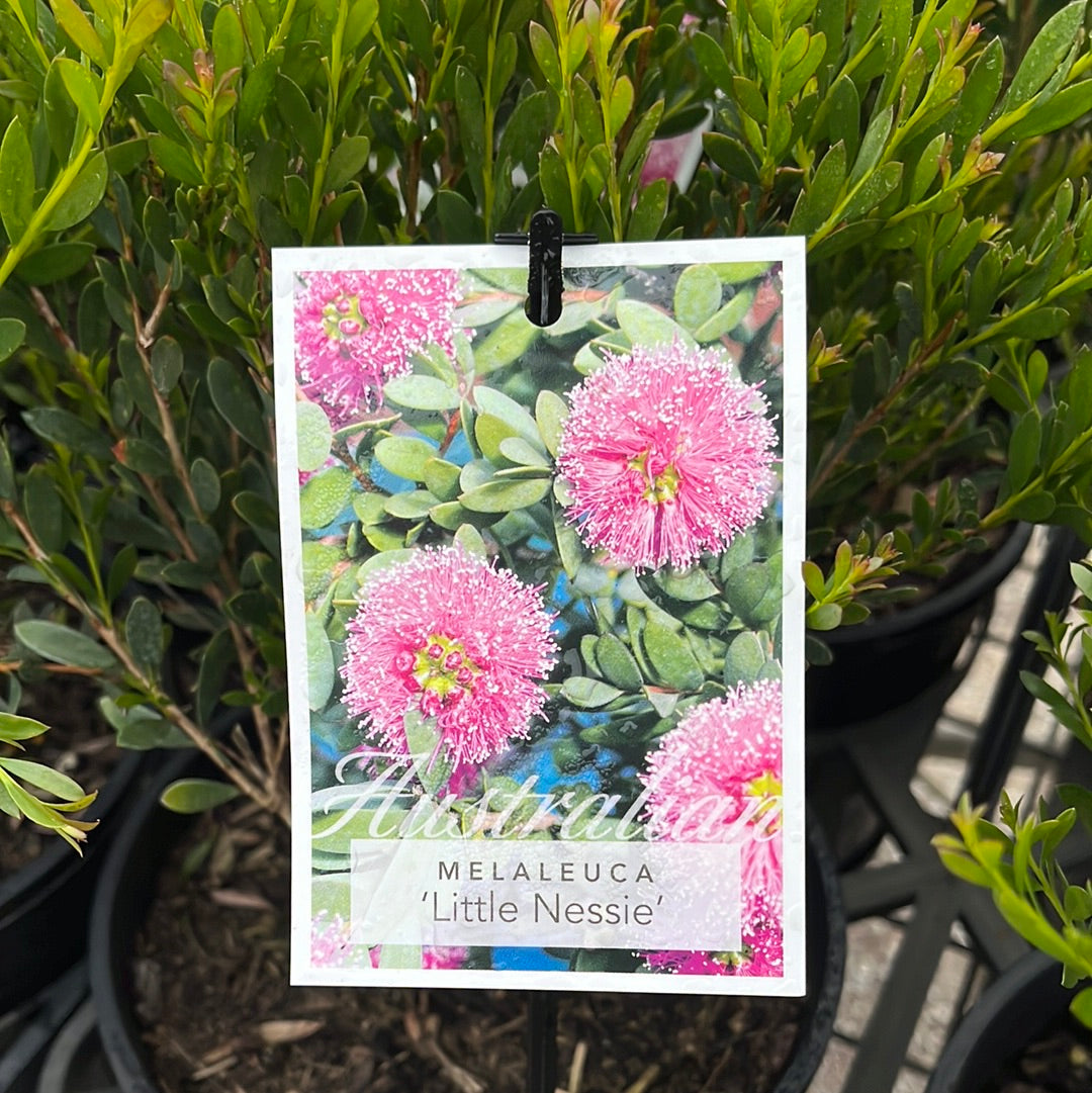 Melaleuca nesophila 'Little Nessie' 20cm