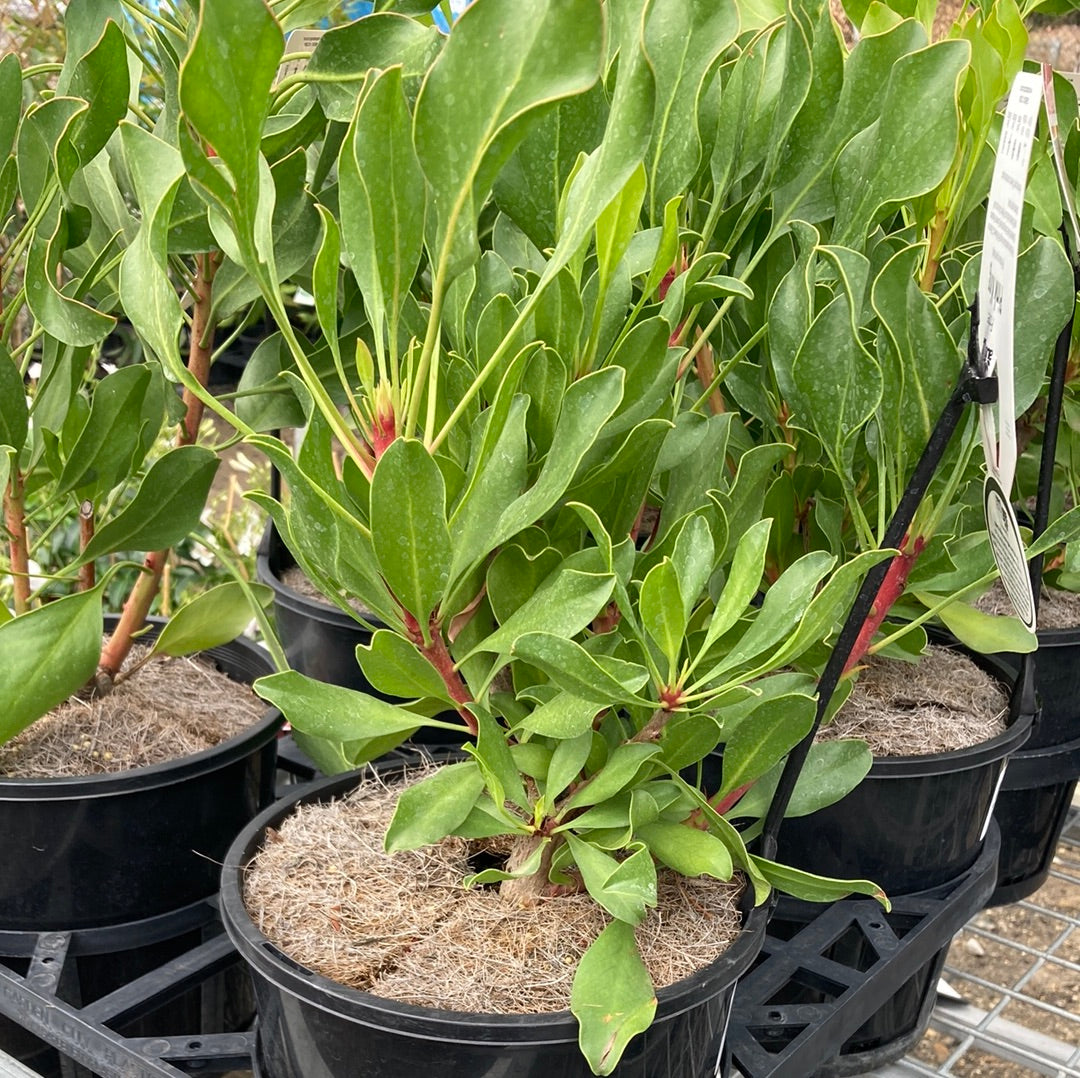 Protea Pink King 20cm