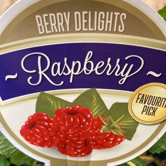 Raspberry 'Tulameen' 14cm
