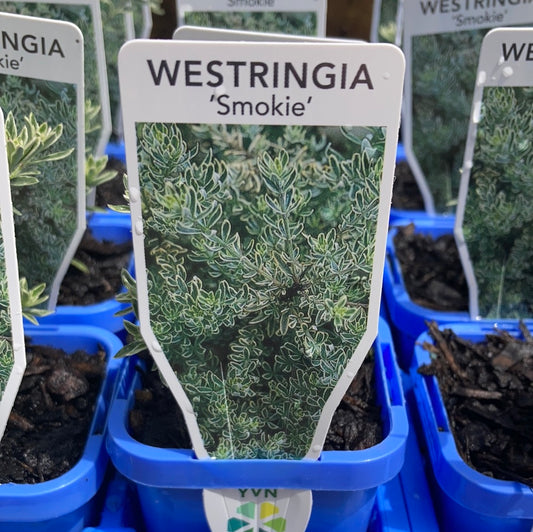 Westringia ‘Smokie’ 7cm