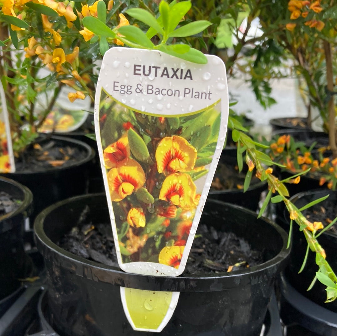 Eutaxia obovata 14cm