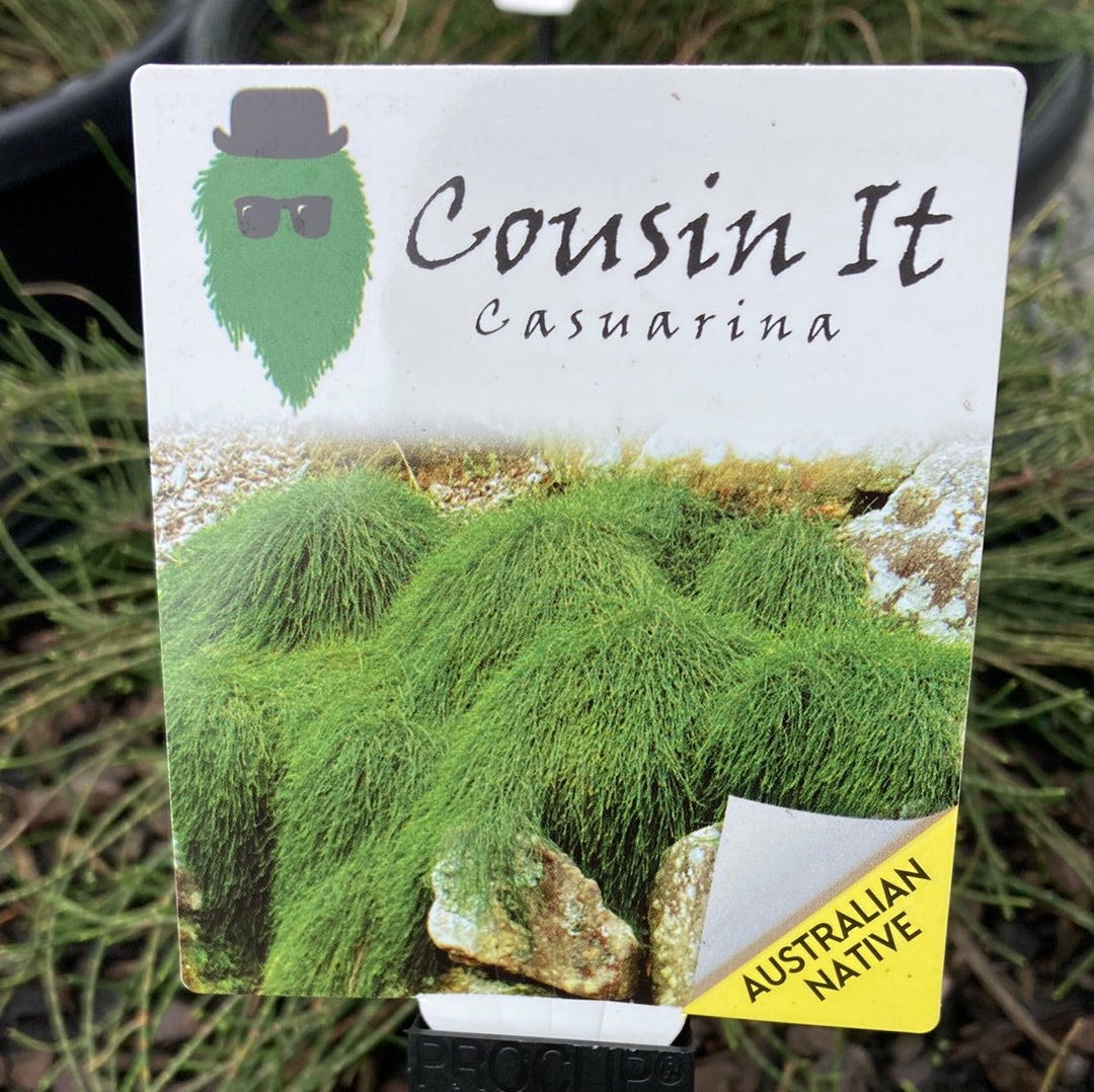 Casuarina Cousin It Yarra View Garden Centre Mount Evelyn
