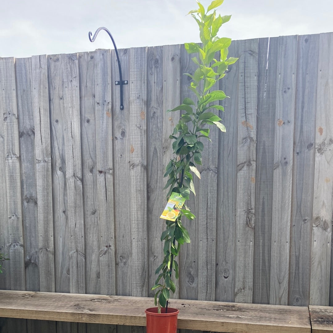 Lemon Eureka Grafted Dwarf 5L