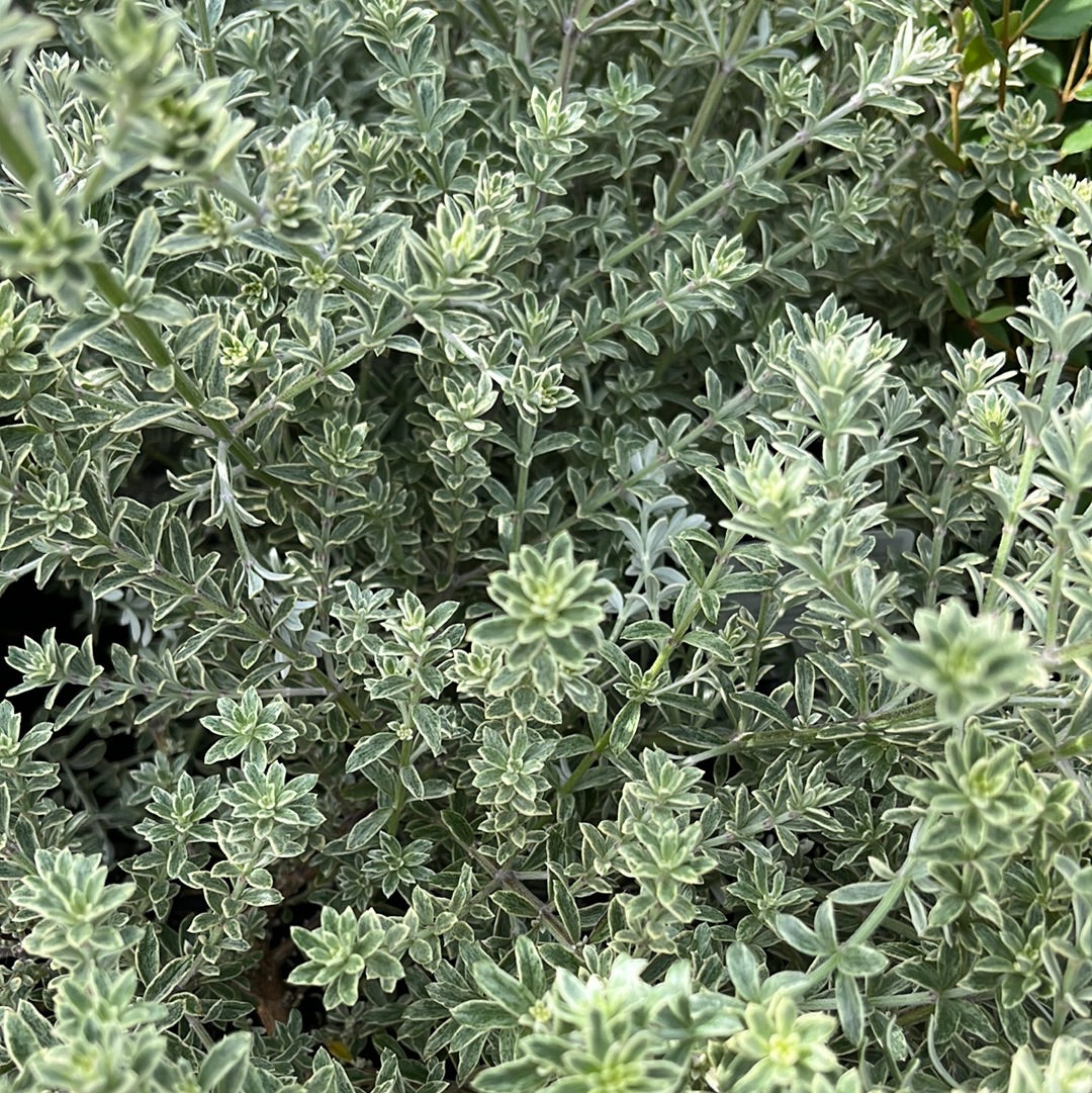 Westringia ‘Smokie’ 20cm