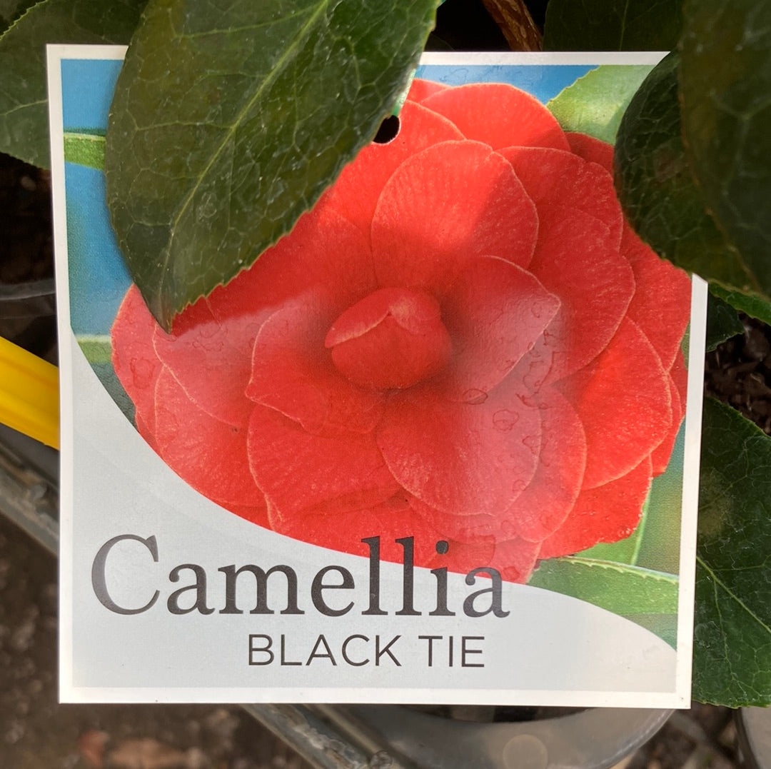 Camellia japonica 'Black Tie' 14cm