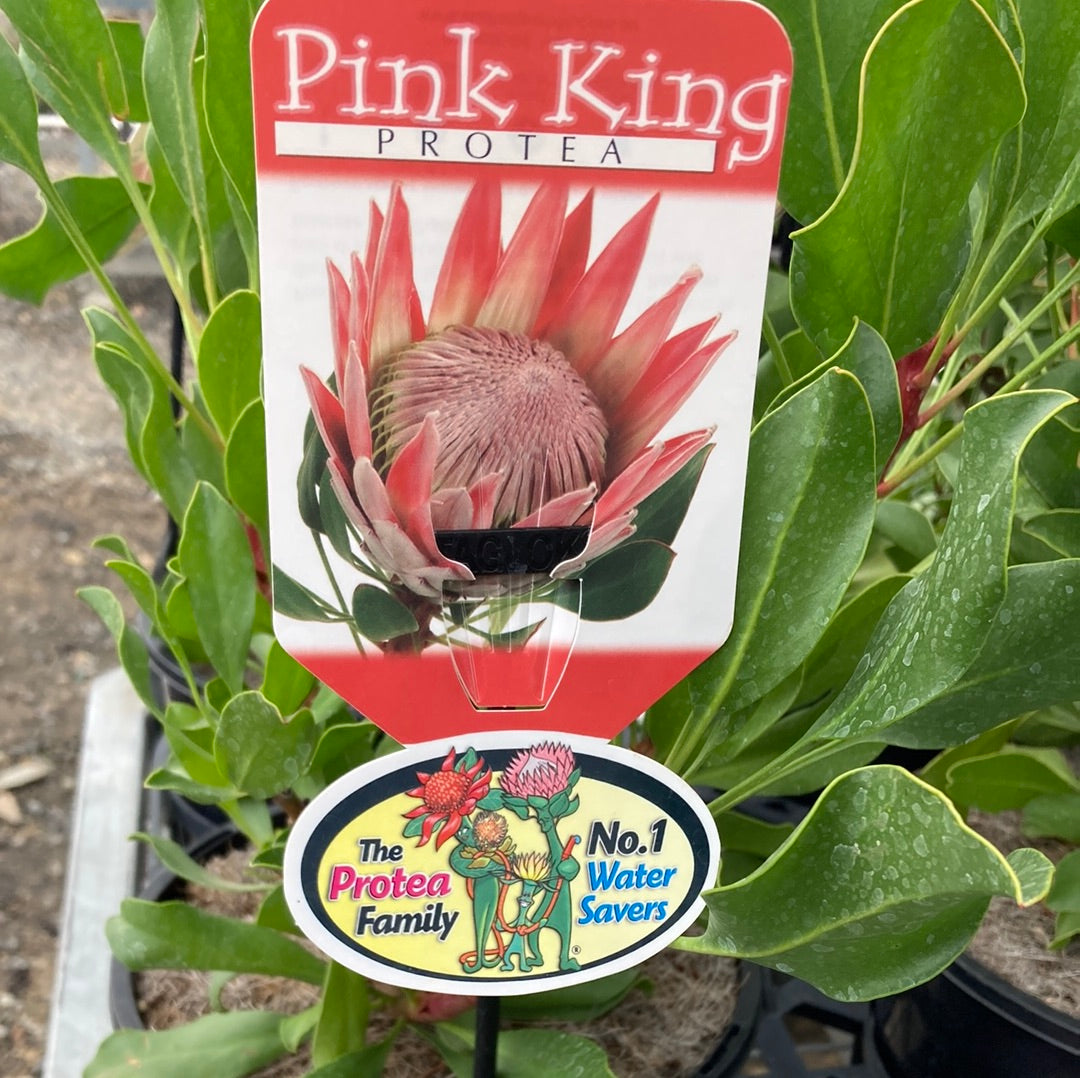 Protea Pink King 20cm