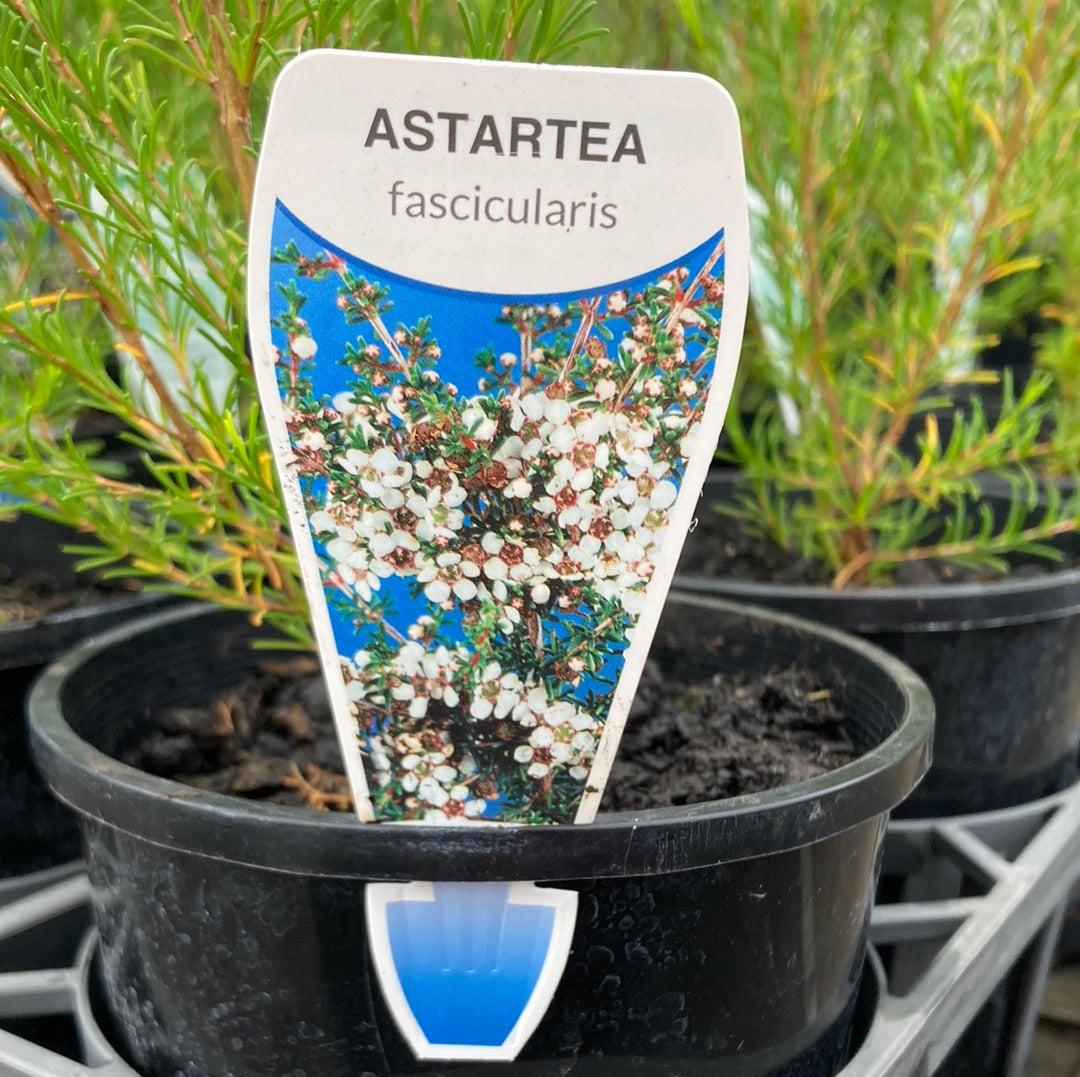 Astartea fascicularis 14cm