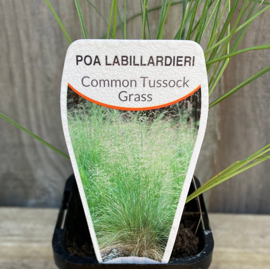 Poa labillardieri ‘Common Tussock Grass’ 7cm