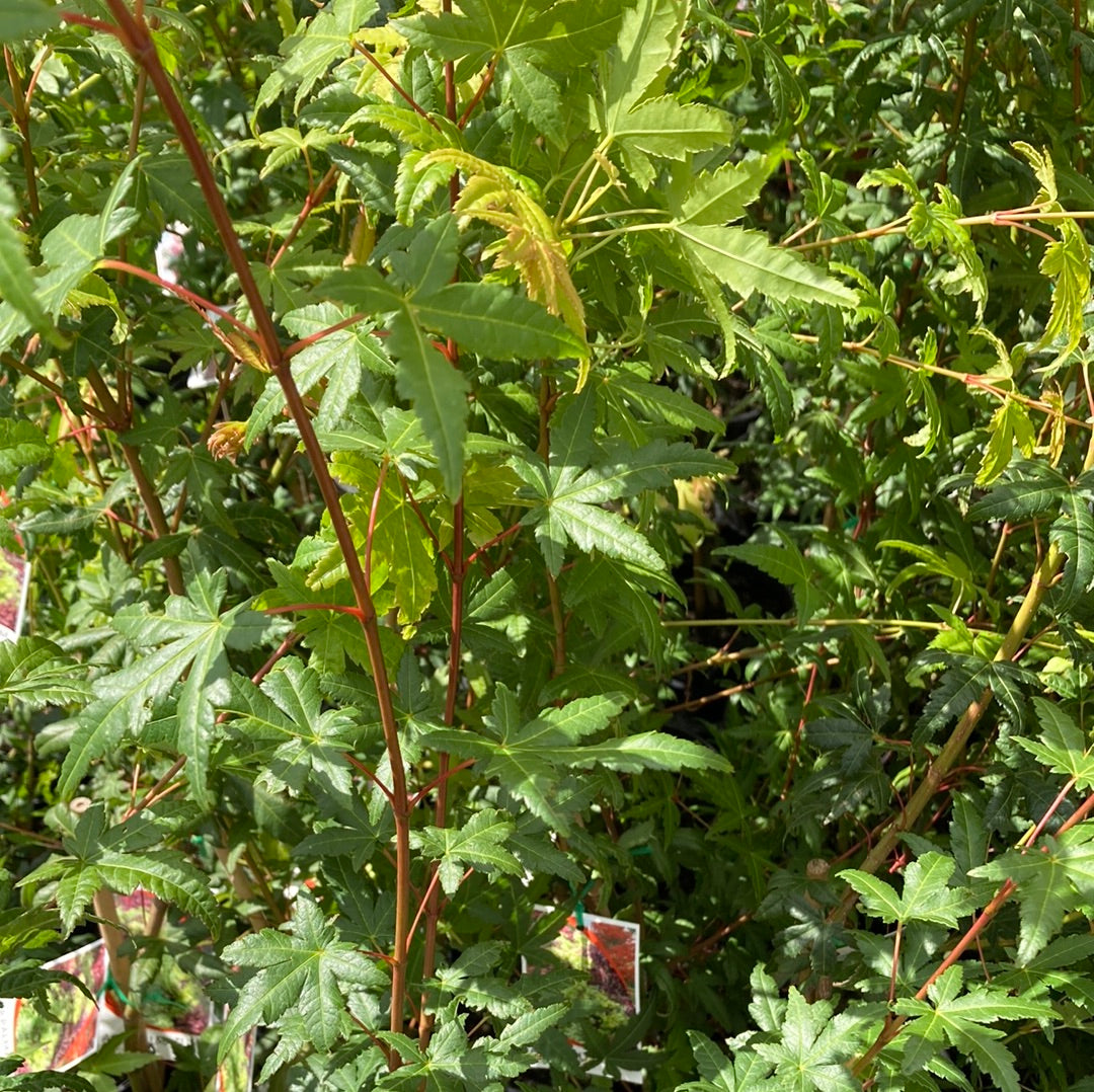 Acer palmatum 'Japanese Maple' 14cm Seconds