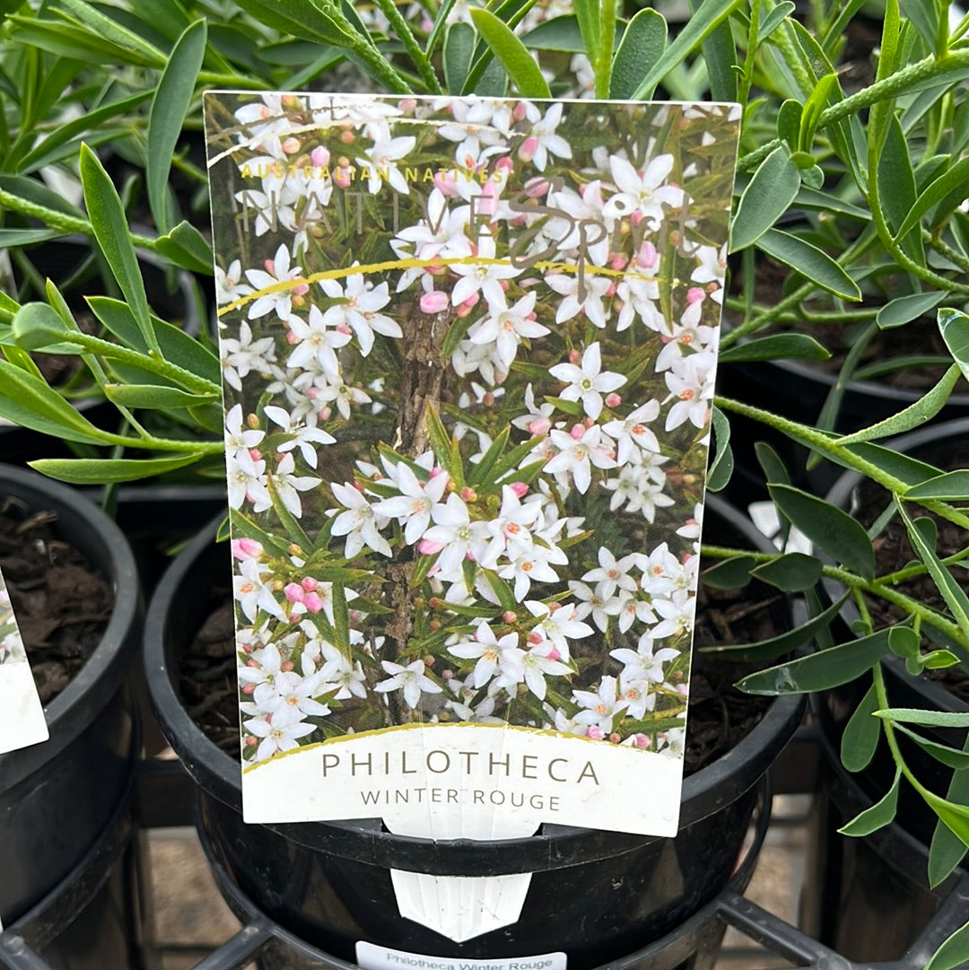 Philotheca myporoides ‘Winter Rouge’ 20cm