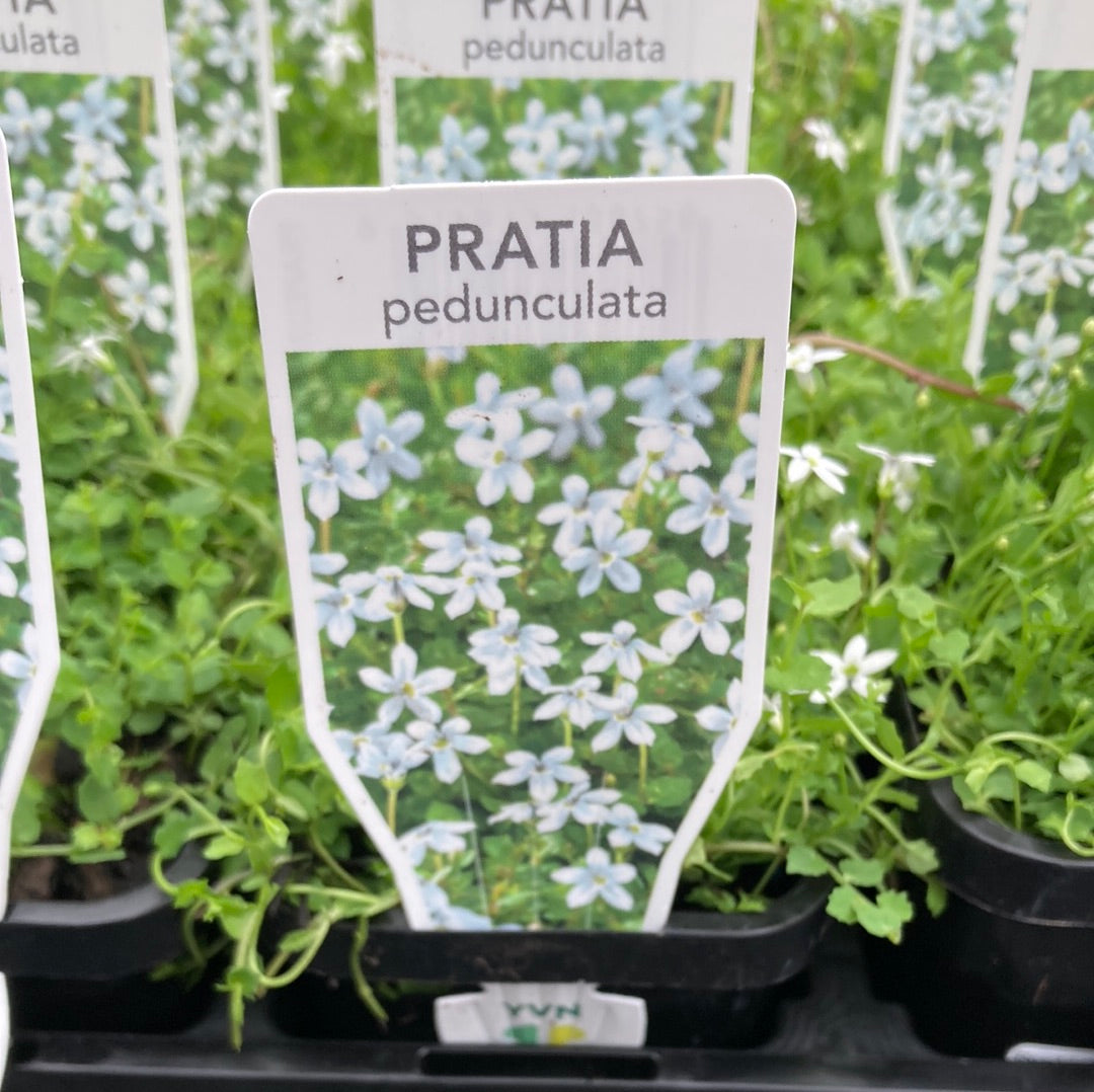 Pratia pedunculata White 7cm